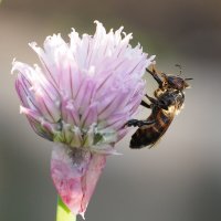 Пчела :: Евгений Седов