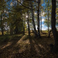 Золотая осень. :: Андрей Андрианов