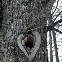 Сердце дерева :: Наталья Герасимова