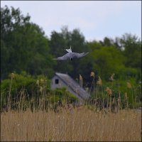 Атака :: Сеня Белгородский