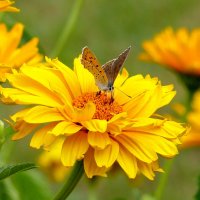 бабочки и цветы 11 :: Александр Прокудин