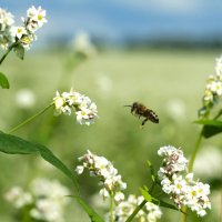 полет пчелы :: михаил Архангел