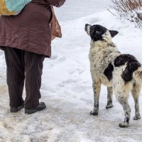 Попрошайка. :: Анатолий. Chesnavik.