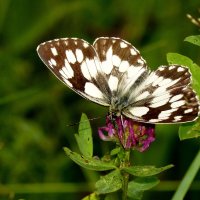 бабочки и цветы 19 :: Александр Прокудин