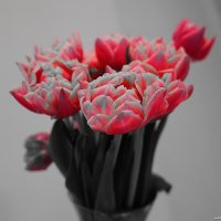 Тюльпаны :: san05 -  Александр Савицкий