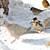 Играют мои пташки в пятнашки. :: Восковых Анна Васильевна 