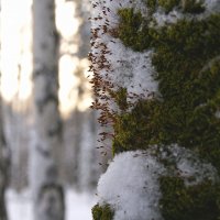 Свежий мартовский снег :: Галина Ильясова