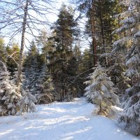 Дорожка в снежном лесу :: Андрей Снегерёв