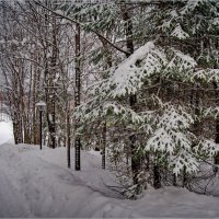 "Прогулка по зимнему парку. С горы"© :: Владимир Макаров