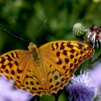 бабочки и цветы 29 :: Александр Прокудин