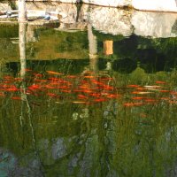 Рыбки в японском  саду :: Валентин Семчишин