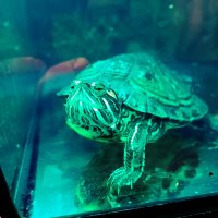 Черепаха в метелене синего) :: HikireiZ 