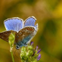 бабочки и цветы 33 :: Александр Прокудин