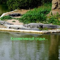 Крокодилы. :: Валерьян Запорожченко