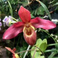 Орхидеи :: Pippa 