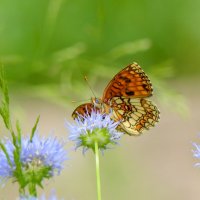 бабочки и цветы 37 :: Александр Прокудин