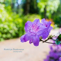 Цветок родедендрона :: Наталия Шатунова