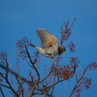 Дрозд-рябинник... :: владимир 