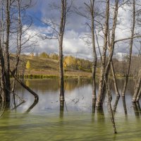 Деревья в воде :: Сергей Парамонов
