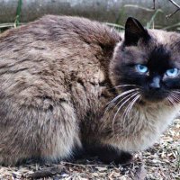 Новая кошачья моська в моём саду. :: Восковых Анна Васильевна 