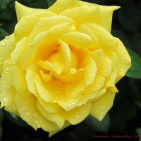 Жёлтая роза. :: Николай Николаевич 