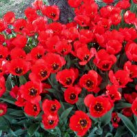 .. всеми женщинами любимые тюльпаны.. :: galalog galalog