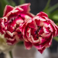 Тюльпаны цветы весны :: TATYANA PODYMA