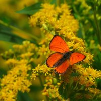 бабочки и цветы 49 :: Александр Прокудин