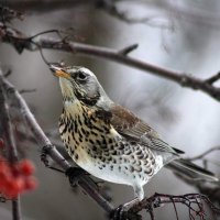 Дрозд рябинник. :: Восковых Анна Васильевна 