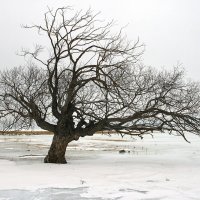 В ледяном плену :: Галина Ильясова