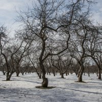 Дьяковский яблоневый сад :: Сергей Лындин