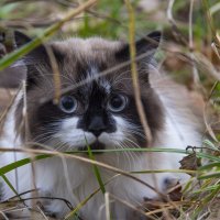 кошка на прогулке :: Алексей Касатиков