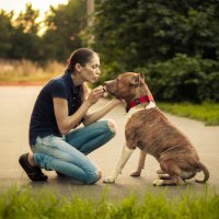 Staffordshire Terrier :: Наталия Ботвиньева