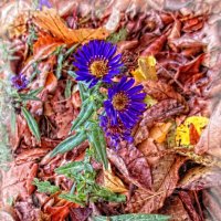 Осенние цветы :: Анна Бойнегри