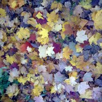 Ковёр из осенних листьев. :: Лариника Кузьменко