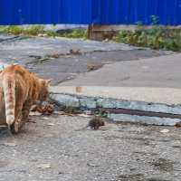 Враг в Нижегородский кремль не прошмыгнёт. :: Максим Баранцев