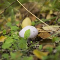 Белый гриб :: Артем Рыженко