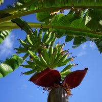 Цветок бананового дерева :: НаталиКа 