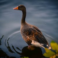 А я в воду войду :: Светлана 