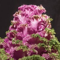 Brassica oleracea :: Юра Викулин