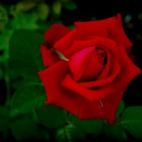 Роза, страстности эмблема :: Мила Солнечная