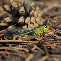 grasshopper :: vusovich oleg