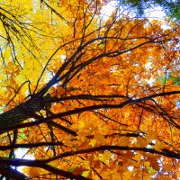 Яркие краски осени :: Полинка 
