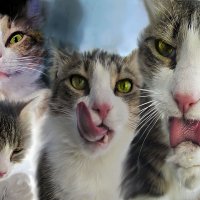 Коллаж - баллада про кота :: Удивительное Рядом