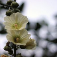 цветы :: елена славинскене