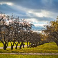 trees :: Наталия Ботвиньева