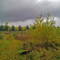 Осенний лес :: Анна Рейц