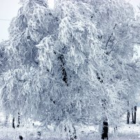 Снежное дерево. :: Анастасия Никитина
