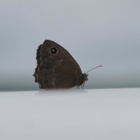 Бабочка :: Ольга Иргит