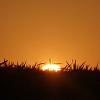 солнце скатилось в пшеницу :: Дарья Лююнтин 